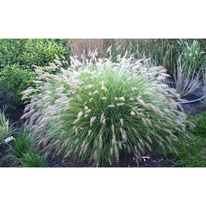 Perovec psiarkovitý - Pennisetum alopecuroides 'Little Bunny'