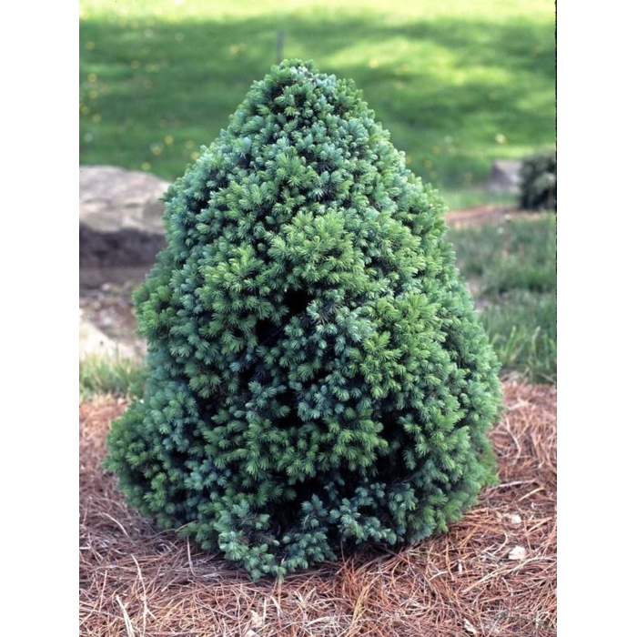 Smrek biely - Picea glauca ´Super Green´ Co7.5L  80/90
