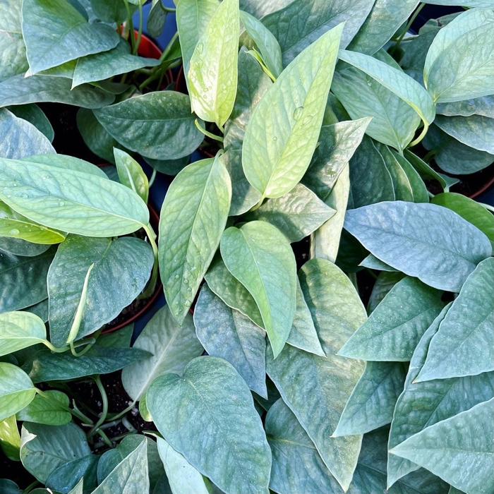 Epipremnum pinnatum ´Cebu Blue´ P12