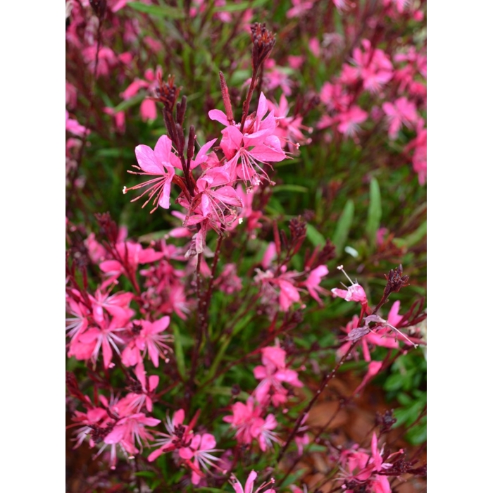 Gaura lindheimeri ´Belleza Dark Pink´ P12