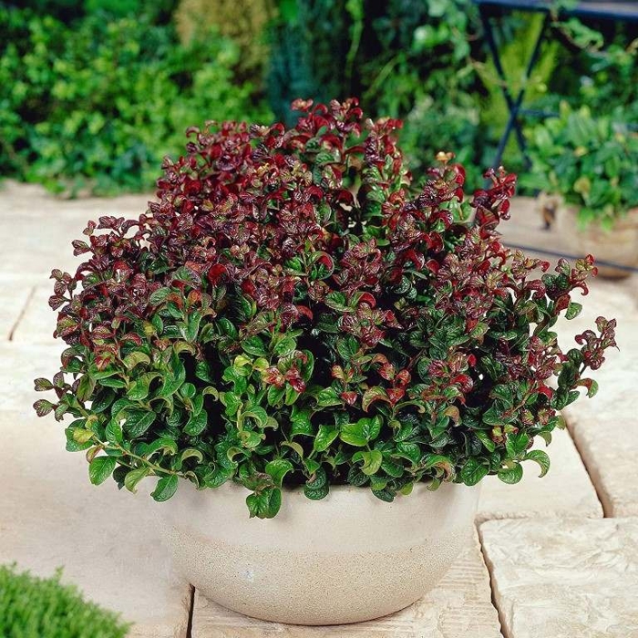 Leucothoe axillaris 'Curly Red'  Co2L  30/40