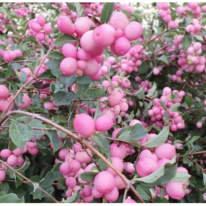 Symphoricarpos doorenbosii ´Magical Sweet´ - snowberry  P12