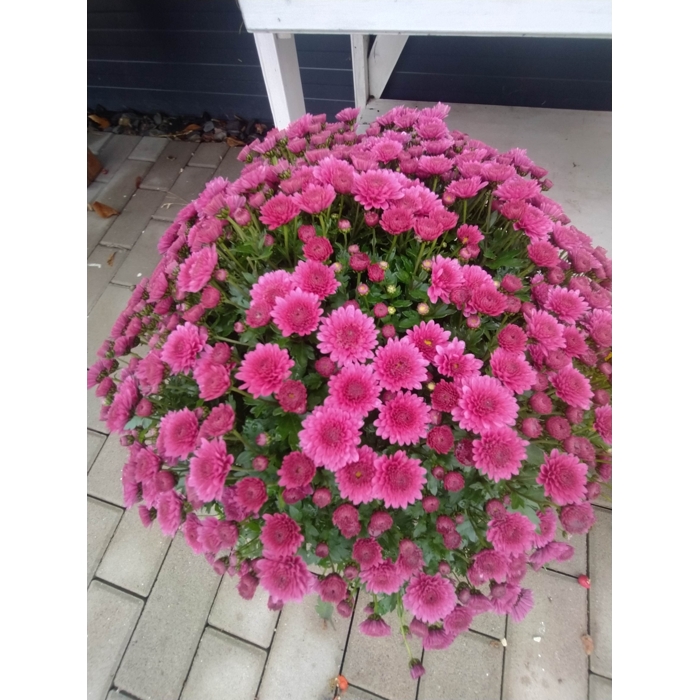 Chrysanthemum P19 - fialová