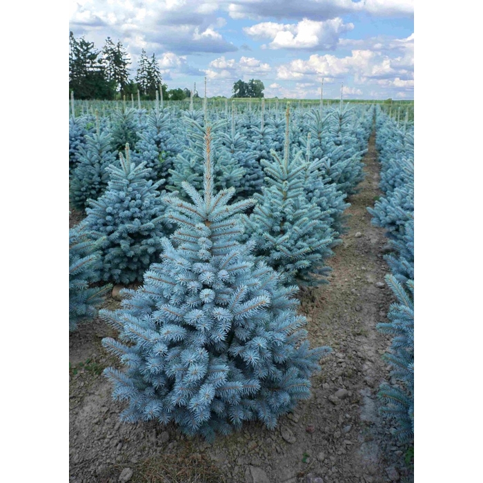 Smrek pichlavý - Picea pungens ´Super Blue´ P27 80/100