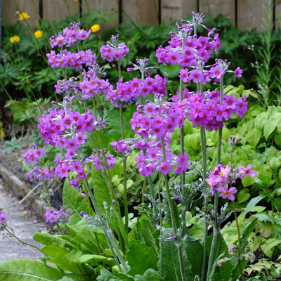 Primula beesiana