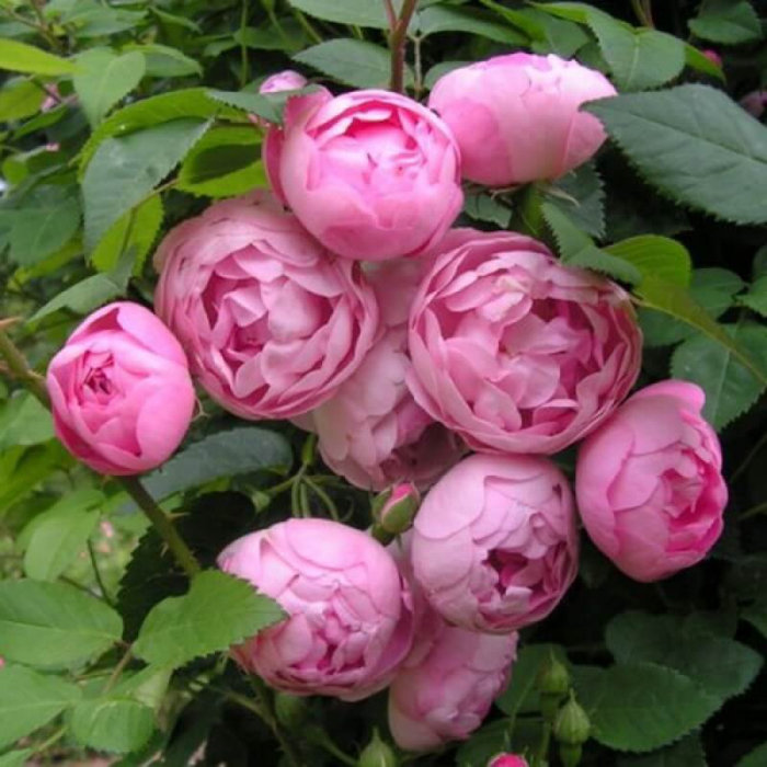 Ruža záhonová - Rosa 'Pink Morsdag' - ružová Co3L