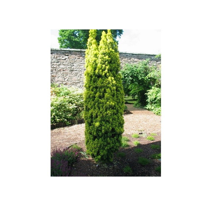 Tis prostredný - Taxus media ´Stricta Viridis´ Co2,5L 20/30