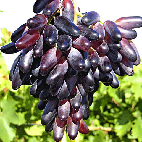 Vinič stolový - Vitis vinifera 'Souvenir' - modré KM20