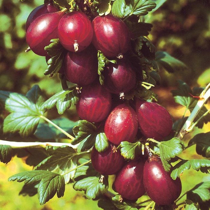 Egreš biely - Ribes uva-crispa  'Hinnonmaeki Rot' KM60