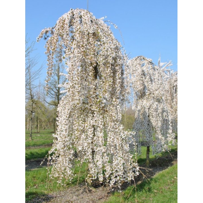Čerešňa pilovitá - Prunus serrulata  ´Snow Fountain´ KM150