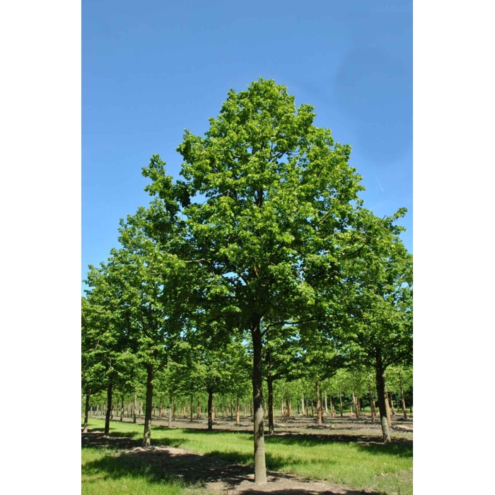 Lipa veľkolistá - Tilia platyphyllos Co30L vysokokmeň