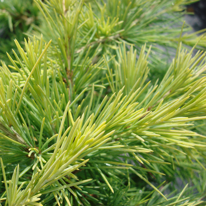 Céder himalájsky - Cedrus deodara ´Feelin Blue´ Co20L 1/2 kmeň
