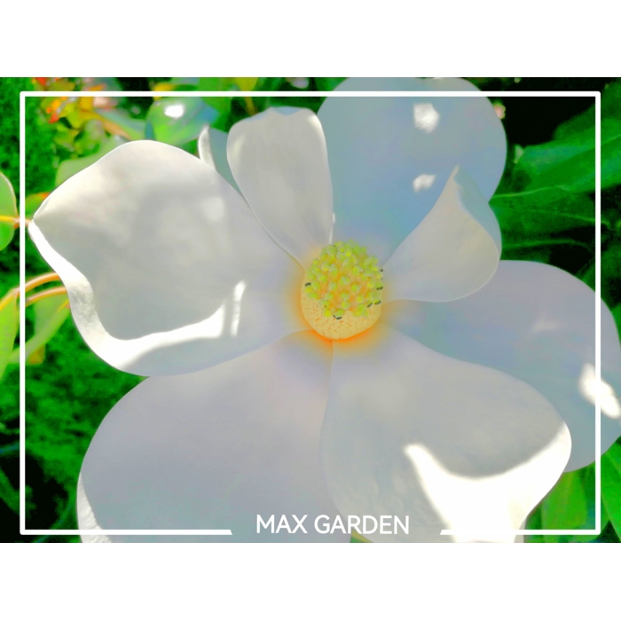 Magnólia veľkokvetá - Magnolia grandiflora ´Francois Treyve´ Co15/18L  1/2 kmeň