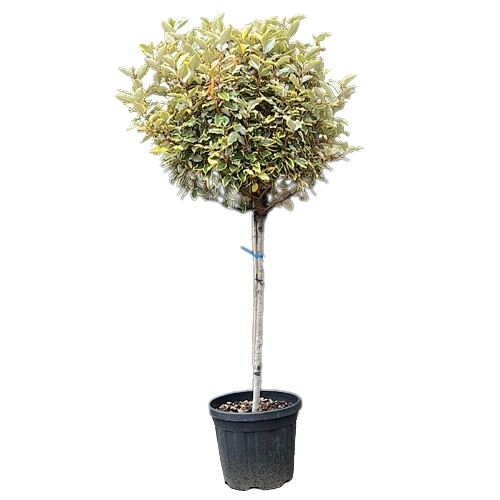 Elaeagnus ebbingei ´Limelight´ Co2L 20/25