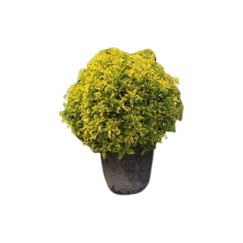 Euonymus japonicus ‘Elegantissimus Aureus’  Co10L  60/70