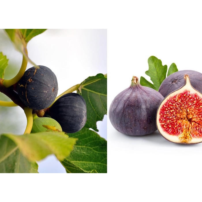 Ficus carica ´Nero´ Co2L  30/40