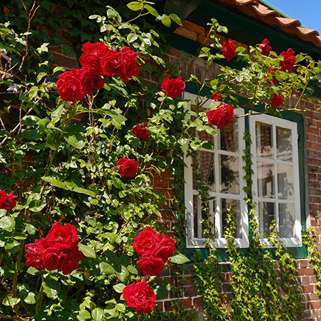 Ruža popínavá -červená - Rosa ´Camelot Tantau´ Co5L 180/200