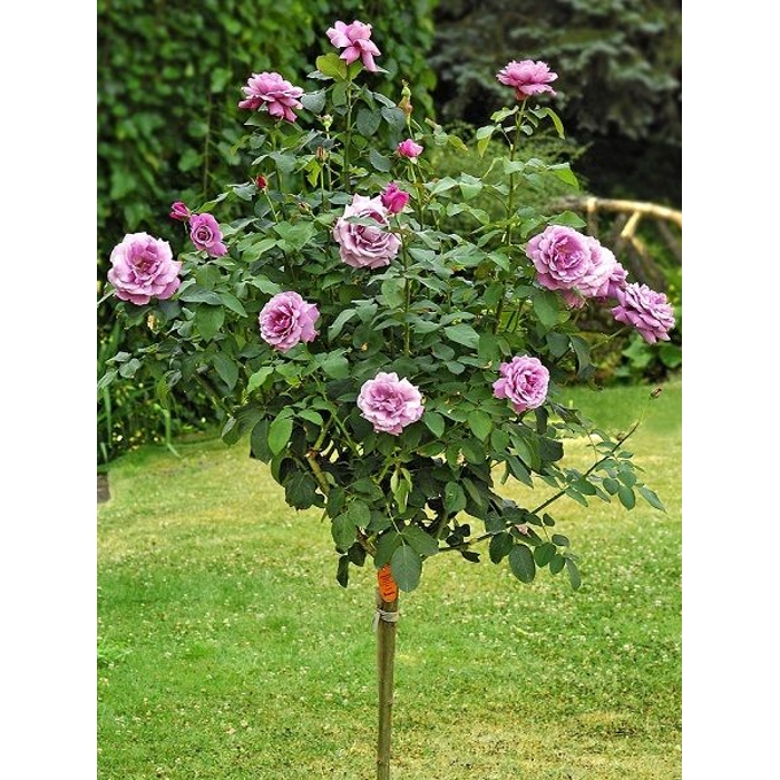 Ruža na kmienku - červená - Rosa Alberetto  Co9L 1/2 kmeň