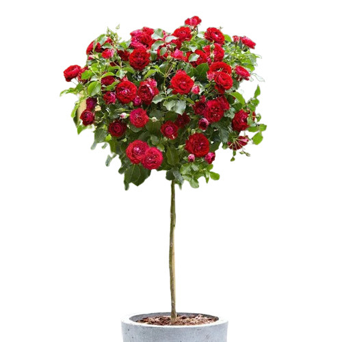 Kamélia Japonská  - Camellia japonica ´Lady Campbell´   30/40