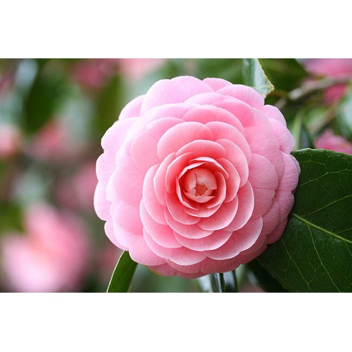 Kamélia Japonská ružová - Camellia japonica - ružová Co17