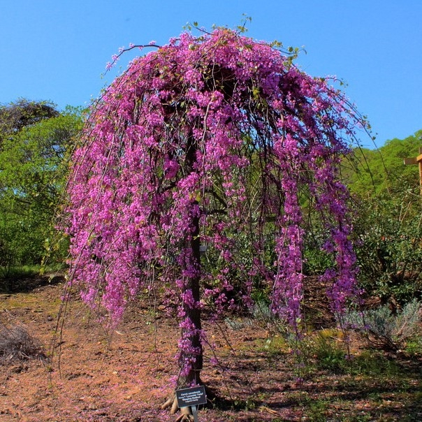 Judášovec kanadský - Cercis canadensis ´Forest Pansy´ Co20L KM150  175/200