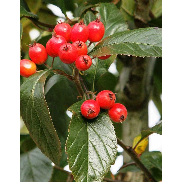 Hloh krivokališný - Crataegus laevigata 'Paul's Scarlet'  KM150