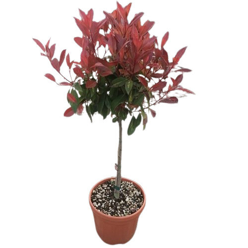 Červienka  - Photinia fraseri ´Carre Rouge´ Co12L km1/2