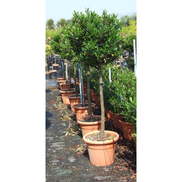 Vavrínovec lekársky - Prunus laurocerasus ´Otto Luyken´  Co30L  1/2 kmeň