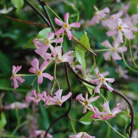 Jasmínovník vonný  - Rhyncospermum Jasminoides  Co12L 150/175
