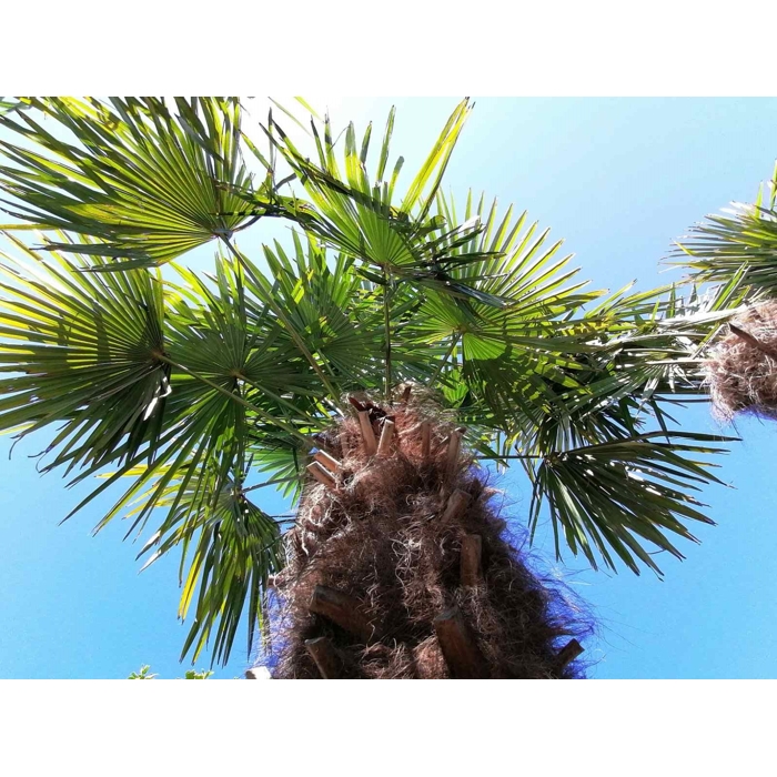 Palma - Chamaerops Excelsa - Trachycarpus fortunei  Co40L 40/60