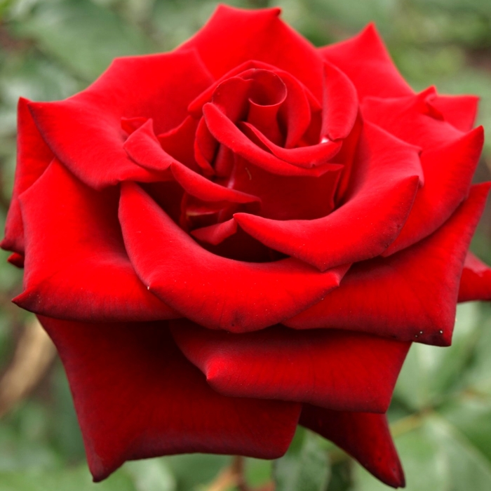 Ruža čajová -voňavá - Rosa GRANDE AMORE ® Co4L