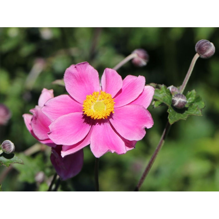 Anemone hybrida ´Whirlwind´ P14