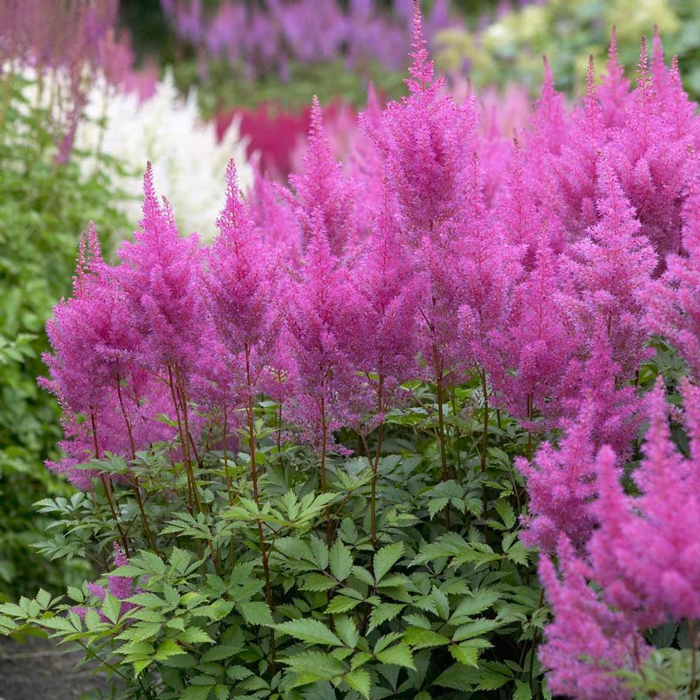 Astilba - Astilbe Arendsii ´Cattleya´ Co1L