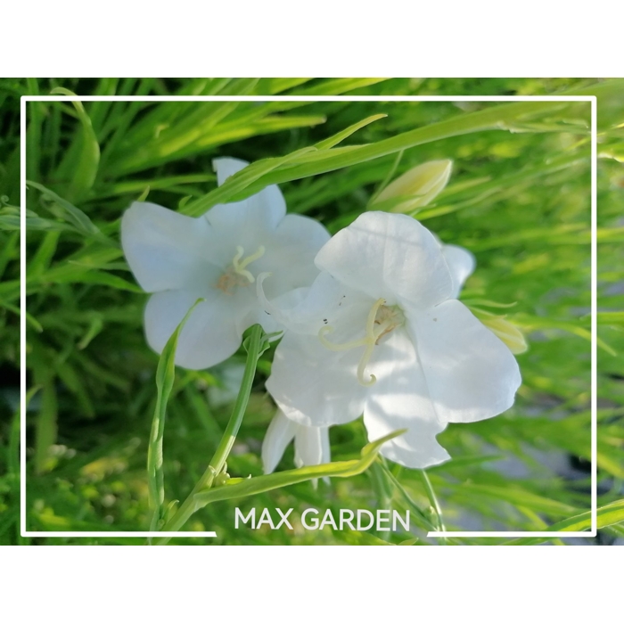 Campanula portenschlagiana 'Ocean'  P11