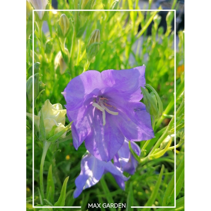 Campanula portenschlagiana 'Ocean'  P11