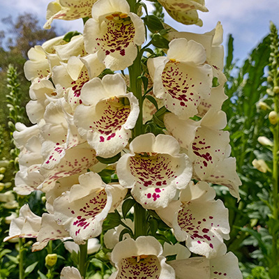 Náprstník - Digitalis illumenation ´Apricot Beauty´ P14