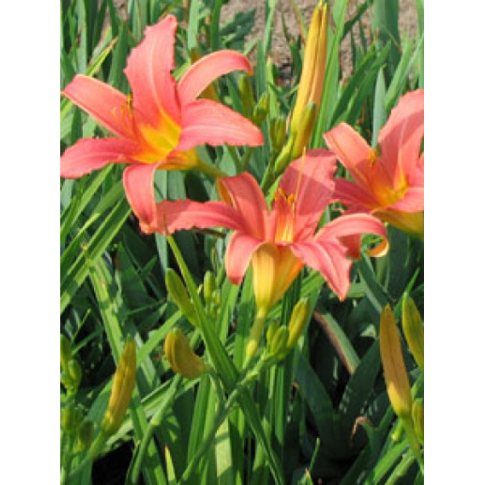 Ľaliovka – Hemerocallis ´Gentle Shepherd´ Co14