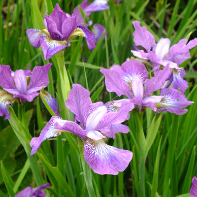 Iris sibirica - MIX farieb P11 10/15