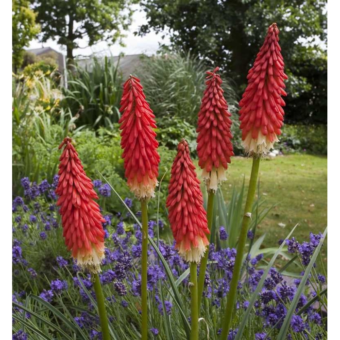 Kniphofia uvaria´Flamenco´ P15