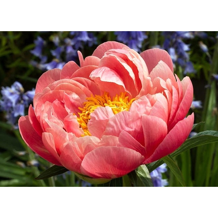 Pivonka čínska - Paeonia lactiflora ´Coral Sunset ´ P11