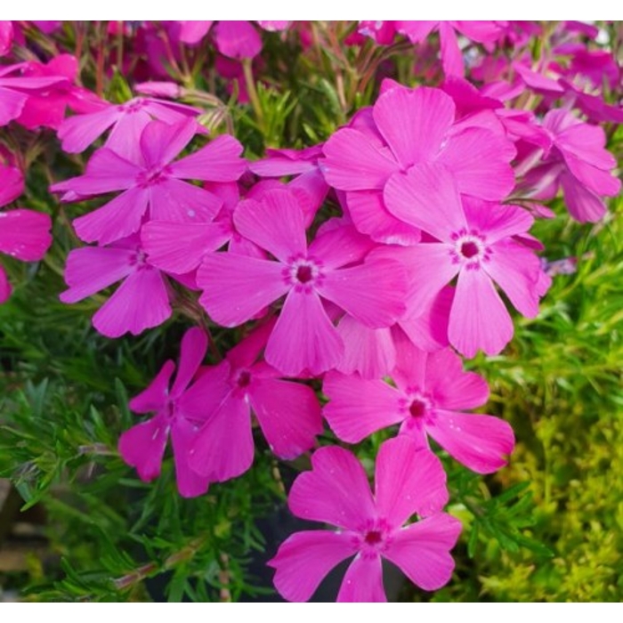 Flox šidlolistý - Phlox subulata 'McDaniel's Cushion' K9