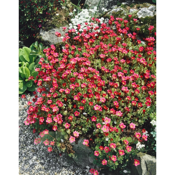 Saxifraga x arendsii 'Rockies F1 White'