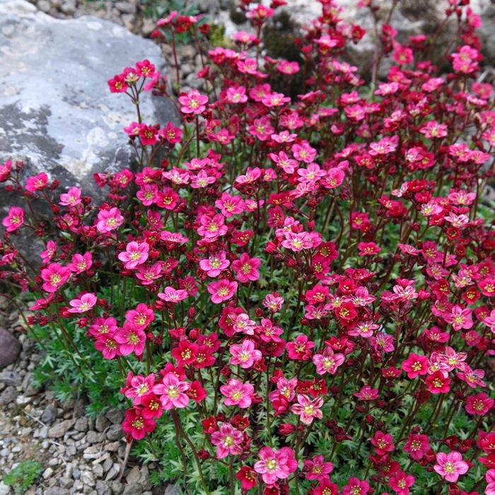 Saxifraga x arendsii 'Rockies F1 White'