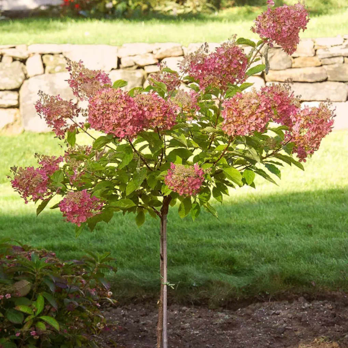 Hortenzia metlinatá - Hydrangea paniculata 'Pinky Winky'  Co2L 30/40