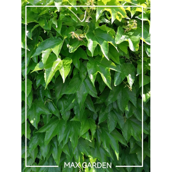 Pavinič trojlaločný - Parthenocissus tricuspidata ´Veitchii´ Co2L