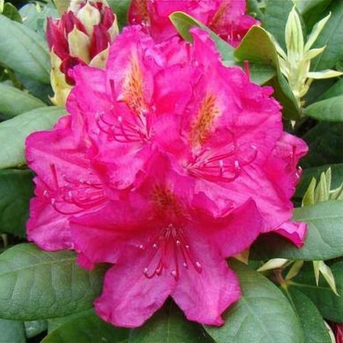 Rododendrón - Rhododendron Yakushimanum 'Arabella'  Veľkosť: 30-40, Co26