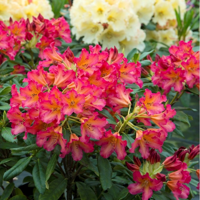 Rododendrón - Rhododendron Yakushimanum 'Arabella'  Veľkosť: 30-40, Co26