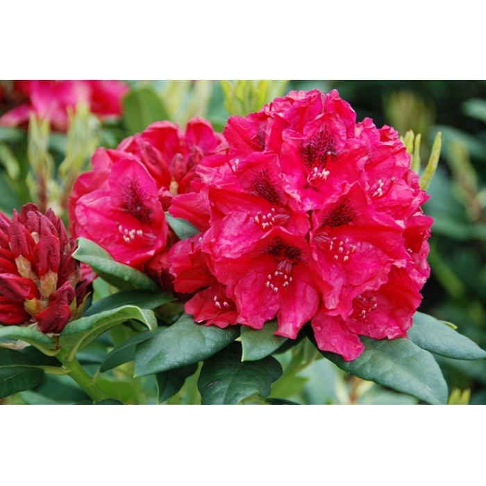 Rododendrón - Rhododendron Yakushimanum 'Arabella'  Veľkosť: 30-40, Co26