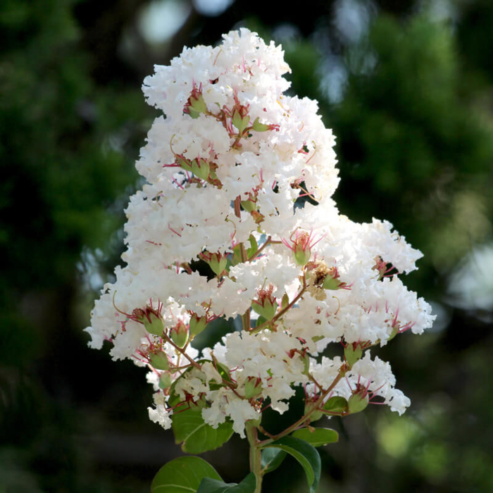 Myrta krepová - Lagerstroemia indica ´White´ 30/40cm, Co3L