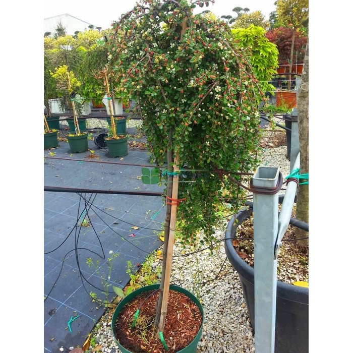 Skalník dammerov - Cotoneaster dammeri  V9 20/25